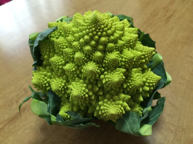 ロマネスコとフラクタル バジルを1000％満喫！バジル育成カレンダー